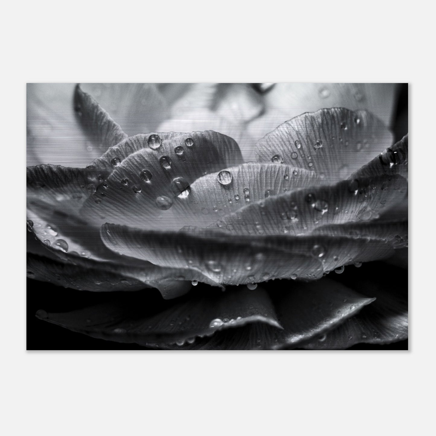 impression ALUMINIUM BROSSÉ : Fleure