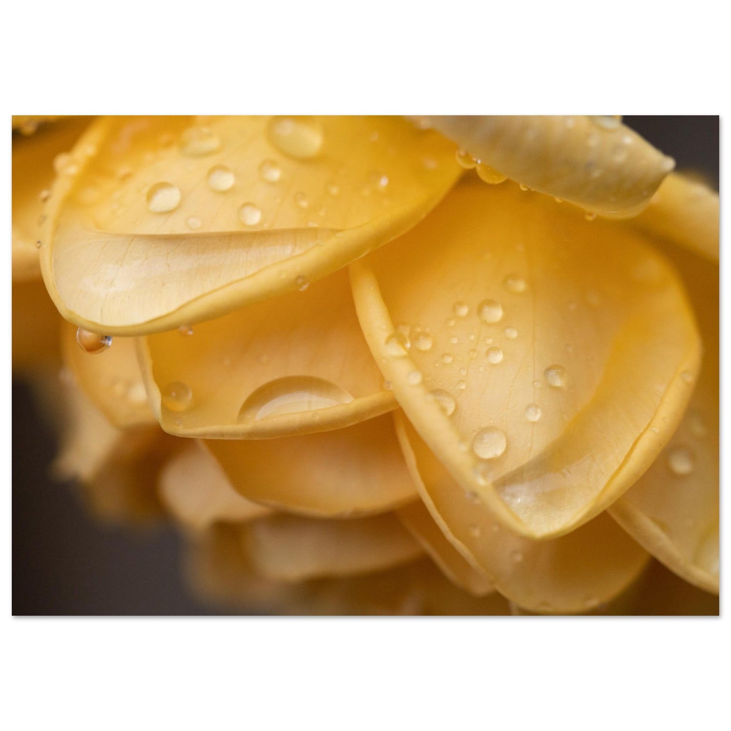 POSTER PREMIUM MAT : La Rose passion