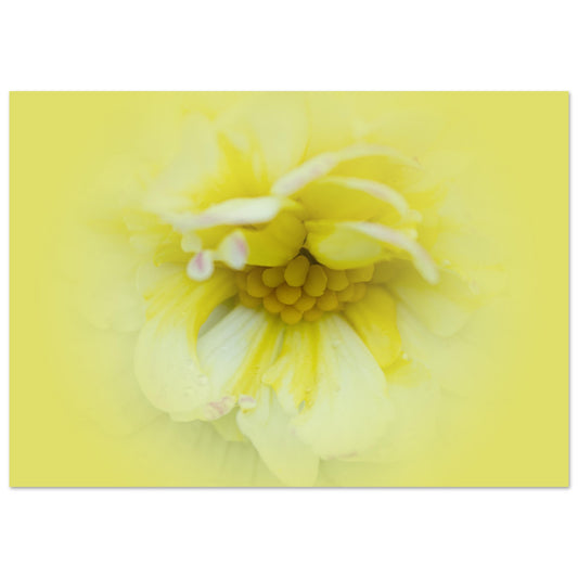 POSTER PREMIUM MAT : Fleure abstraite Jaune
